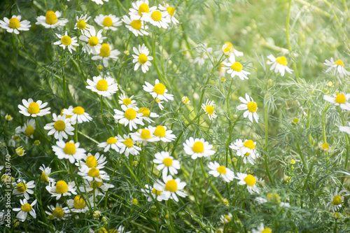 Fresh chamomile flower field garden greenery herb and plant back