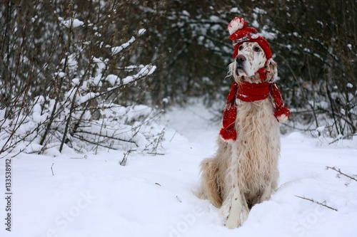 White big dog of hunting breed English Setter with brown spots and long hair sitting on the white snow and frost, wearing fashionable red warm hat and scarf on new year and christmas background