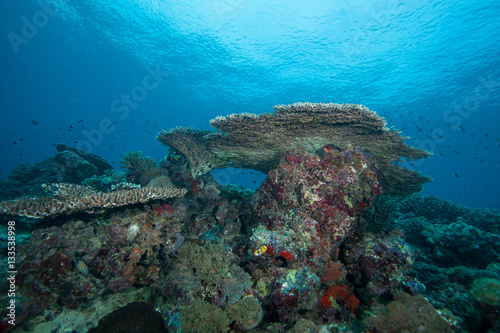 Fototapeta Naklejka Na Ścianę i Meble -  Underwater landscape. Sipadan island. Celebes sea. Malaysia.