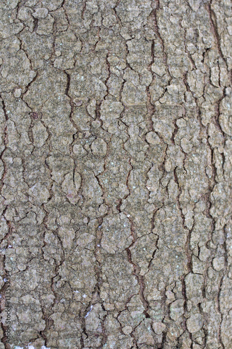 texture of bark, bark background natural background, tree bark, Abies alba