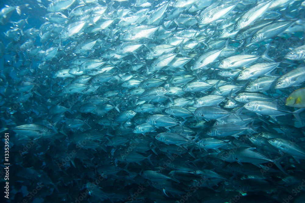 Jack fish. Sipadan island. Celebes sea. Malaysia.