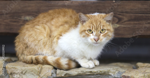  Portrait ginger cat with yellow eyes looking straight towards camera.