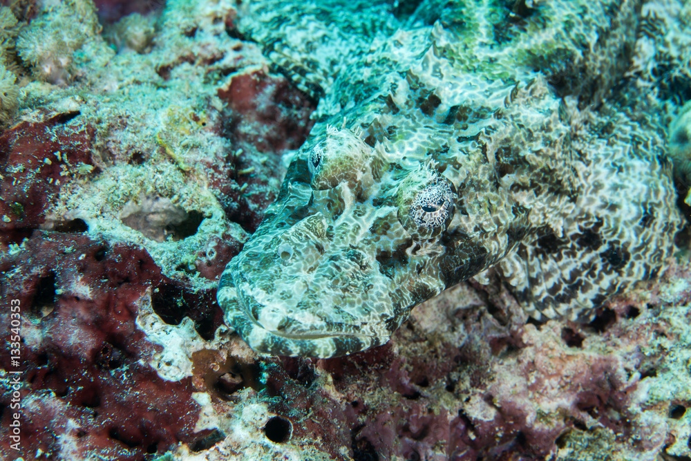 Crocodilefish close-up. Sipadan island. Celebes sea. Malaysia. Crocodilefish close-up. Sipadan island. Celebes sea. Malaysia.
