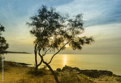 Sunset on the sea. The rocky coast of Mallorca and a pine on the