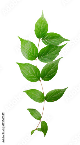 branch of a green plant isolated on white background.