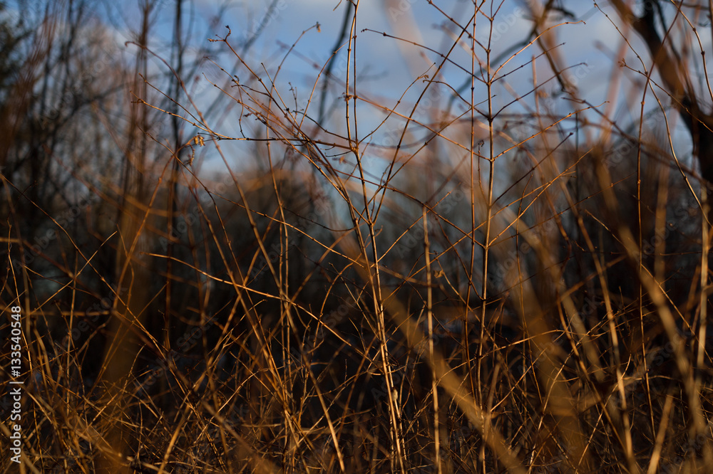 Obraz premium Interwoven thin branches and twigs of tree, bush and shrub. Sprigs are bare and without leaves during autumn / fall season. 