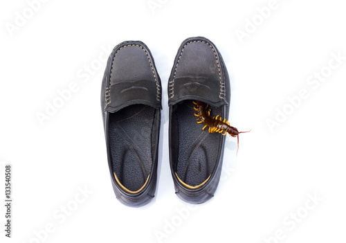 centipede in shoes with white background 