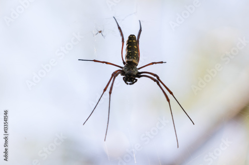 Spider - Nephila inaurata madagascariensis close-up