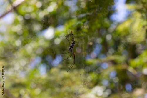 big spider Nephila inaurata madagascariensis in forest