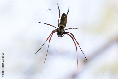 male spider Nephila inaurata madagascariensis near to the female