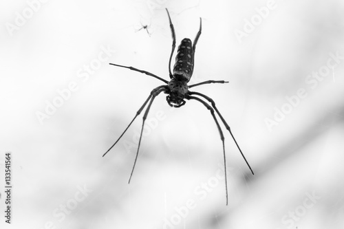 male spider Nephila inaurata madagascariensis near to the female - black and white photo