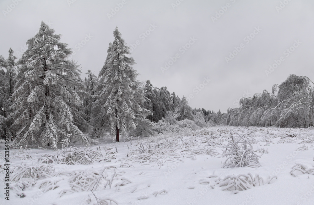 Winter forest Winter forest