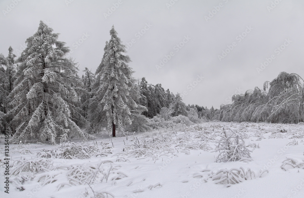 Winter forest