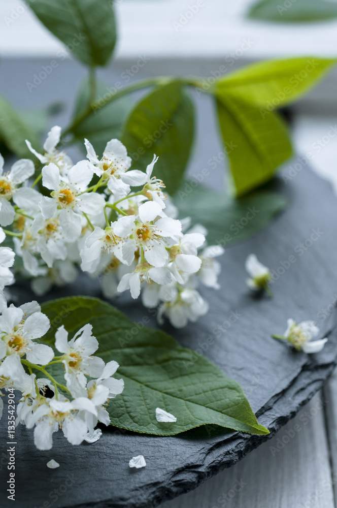 bird cherry bird cherry