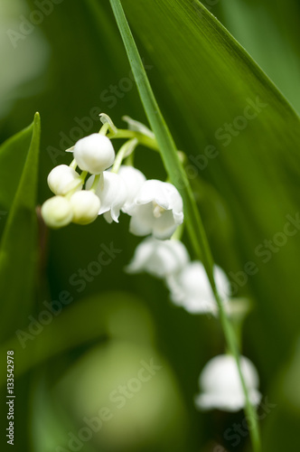 lily of the valley