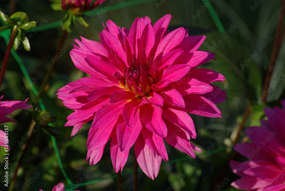 Dahlia rose au lever du soleil au jardin en été Dahlia rose au lever du soleil au jardin en été