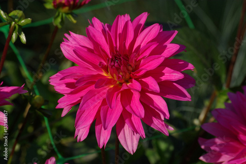 Dahlia rose au lever du soleil au jardin en   t  