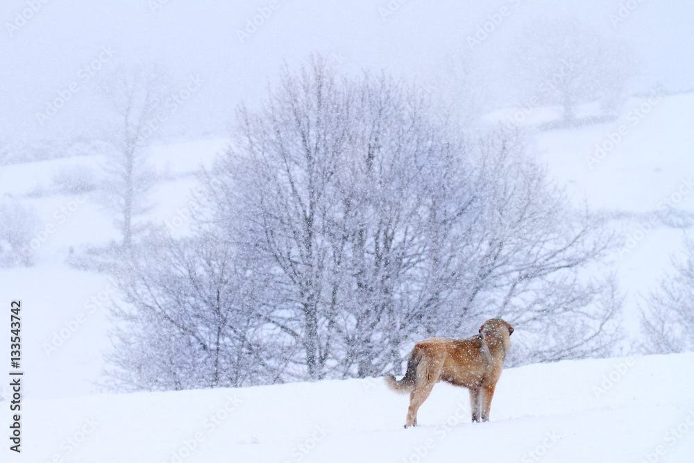 Fototapeta premium Dog in the snow