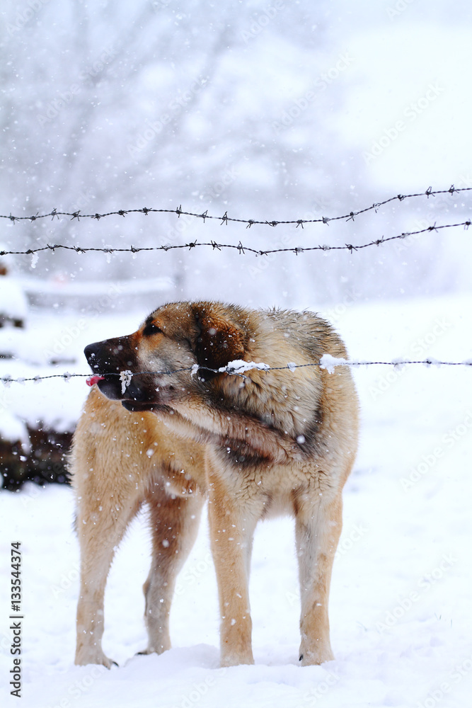Naklejka premium Dog in the snow