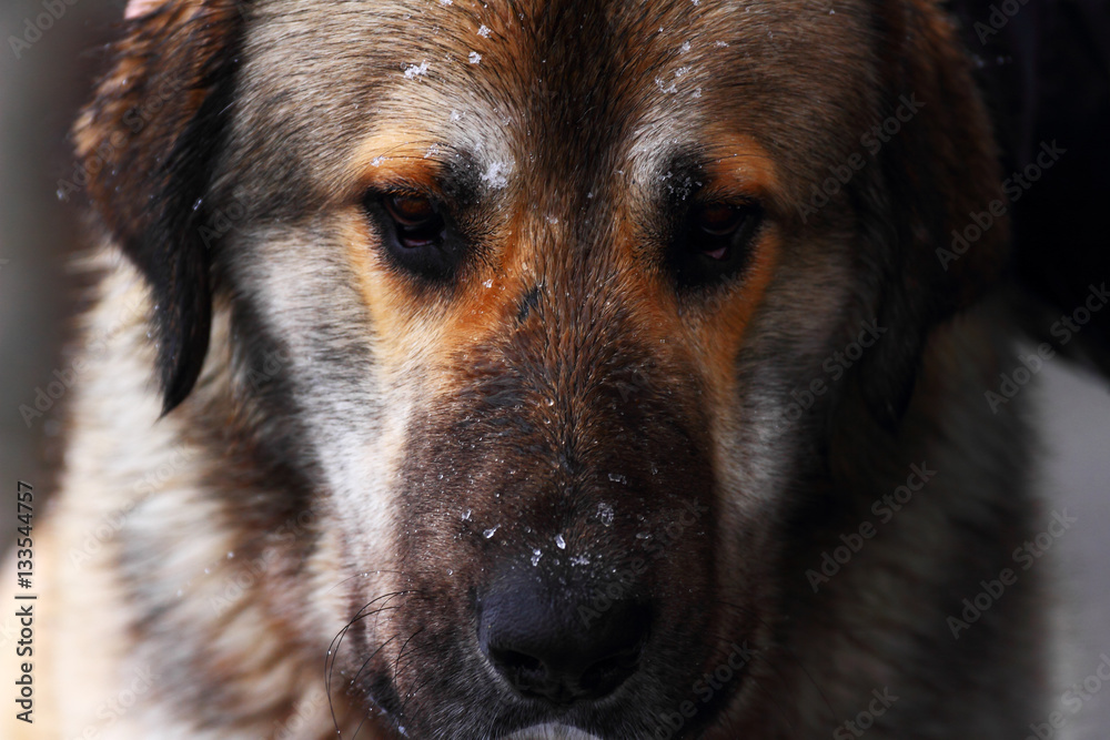 Dog in the snow Dog in the snow