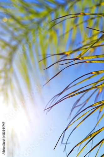  Palm leaf © mokliak