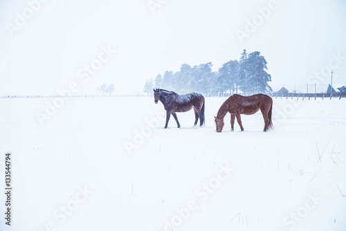 Fototapeta Naklejka Na Ścianę i Meble -  horses