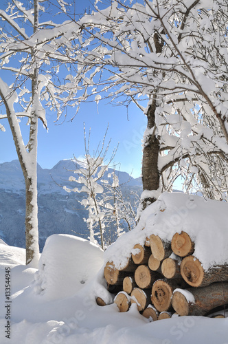 tas de bois aux pieds des arbres sous la neige
