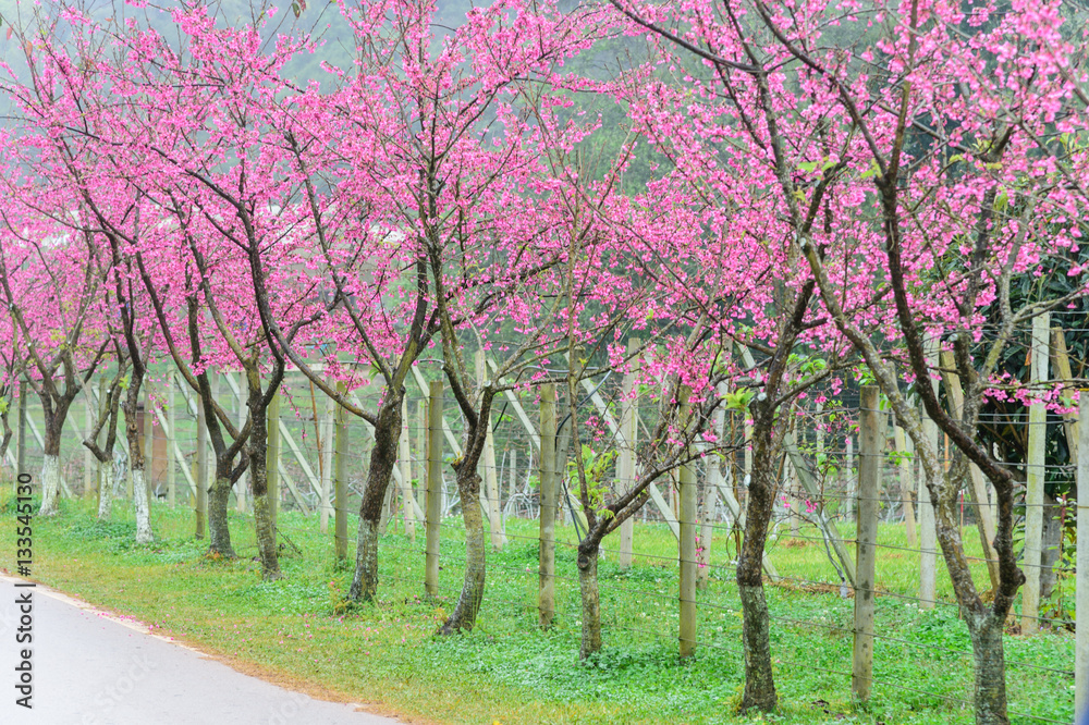 Obraz premium Pink sakura in garden