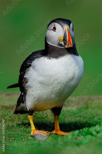 Posin' Puffin