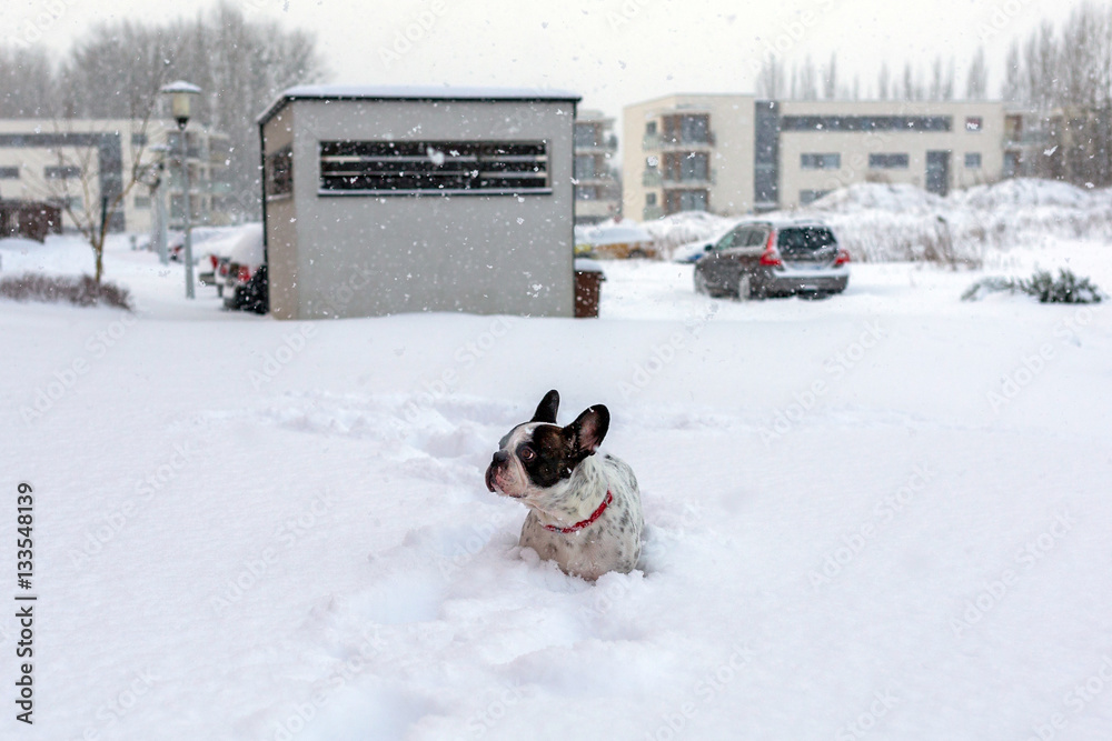 French bulldog in snowy winter scenery French bulldog in snowy winter scenery