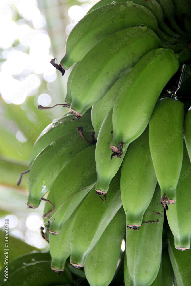 A bunch of green wet bananas hanging on tree.