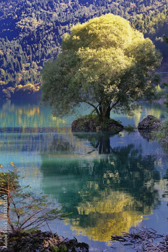 tree reflection on the lake tree reflection on the lake
