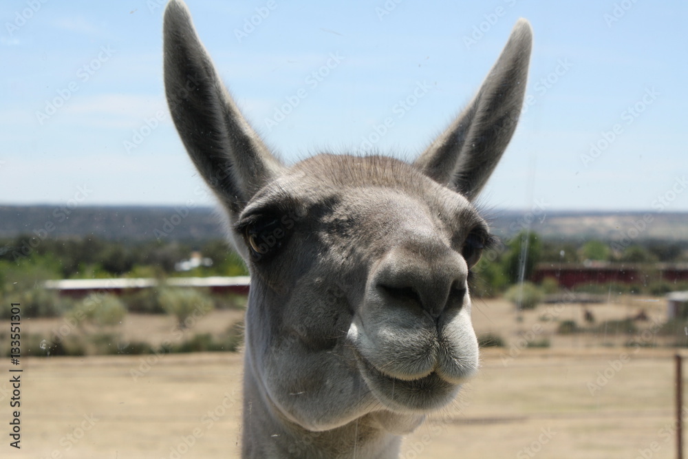 Obraz premium Llama primer plano