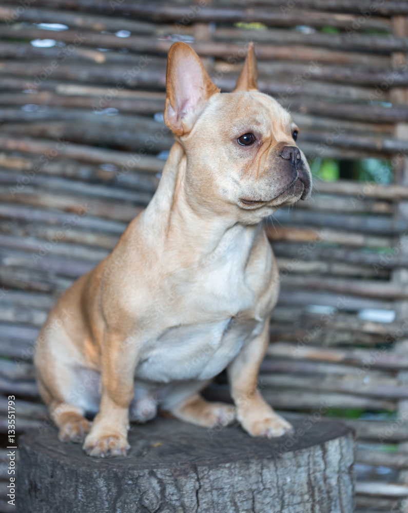 French Bulldog - Canis lupus familiaris, 6 months old, Portrait