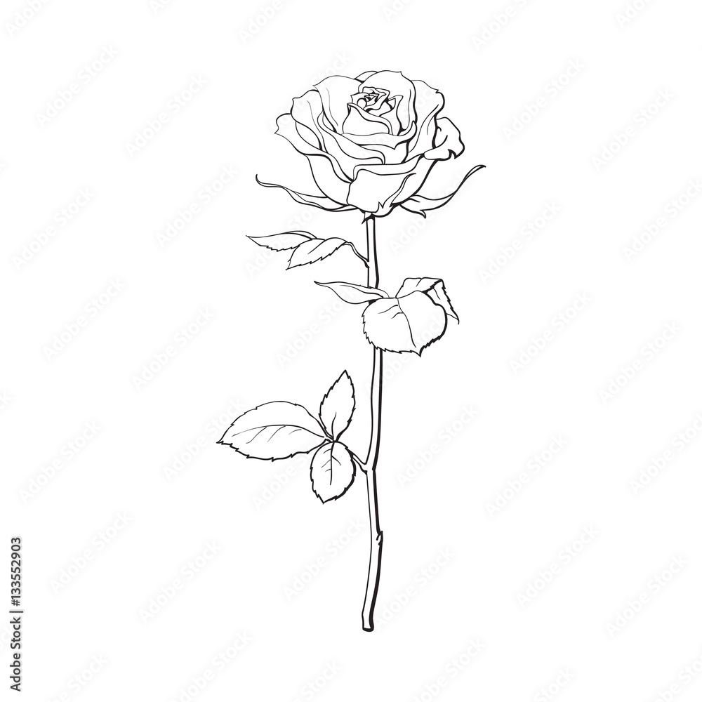 Obraz premium Głęboki kontur róży kwiat z zielonymi liśćmi, szkic styl wektor ilustracja na białym tle. Realistyczny rysunek odręczny otwartej róży, symbol miłości, element dekoracji