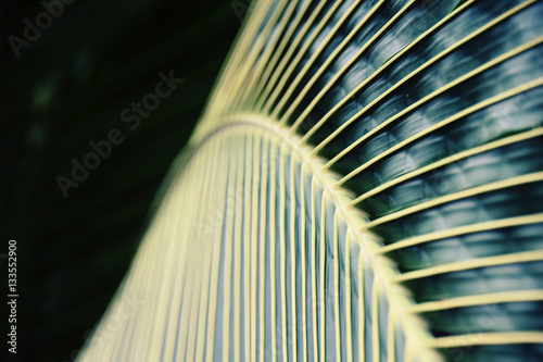Close up of palm leaf ridges