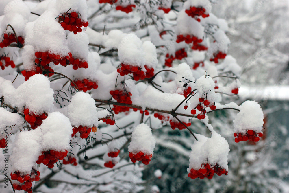 branches of viburnum with red berries covered with snow in winte