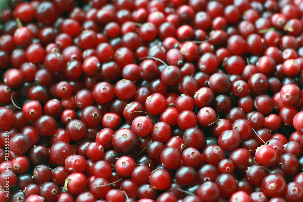 texture of natural ripe red cranberries collected in the swamp c texture of natural ripe red cranberries collected in the swamp c