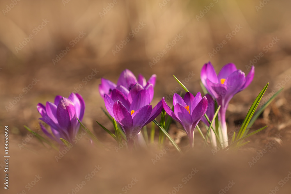 Crocuses, flowerings on a spring a meadow Crocuses, flowerings on a spring a meadow