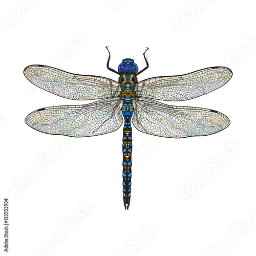 Top view of blue dragonfly with transparent wings, sketch illustration isolated on white background. color Realistic hand drawing of dragonfly insect on white background