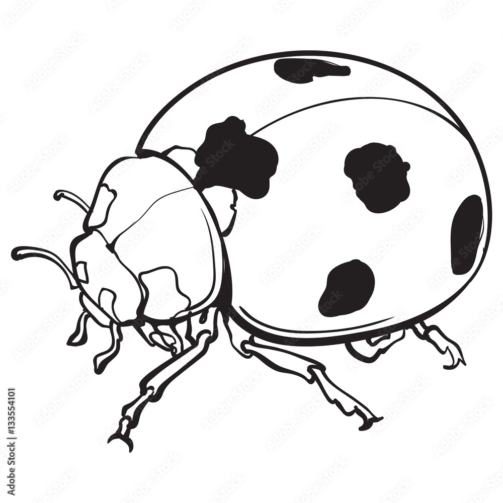 Pintar O Jogo De Simetria Da Ladybug Dos Pontos Foto de Stock - Ilustração  de inseto, teste: 173877088