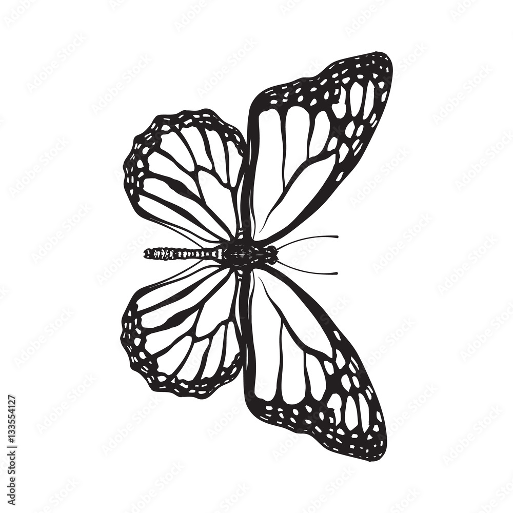 Free: Pin Flying Butterfly Clipart - Monarch Butterfly Drawing - nohat.cc