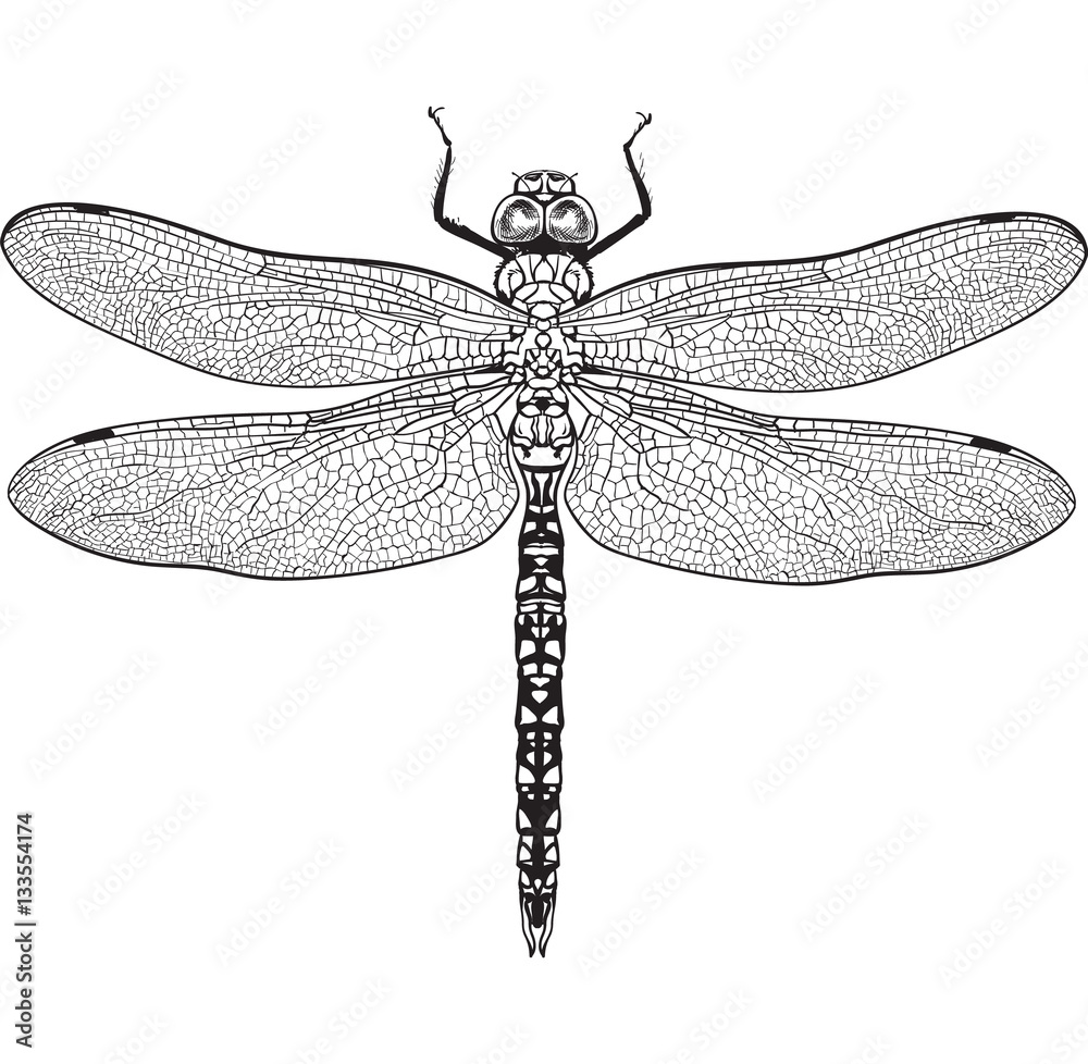 Top view of blue dragonfly with transparent wings, sketch illustration isolated on white background. black and white Realistic hand drawing of dragonfly insect on white background - obrazy, fototapety, plakaty 
