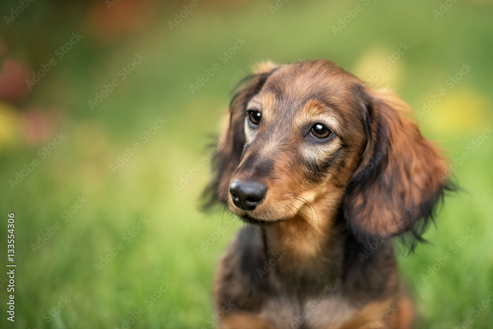 beautiful dachshund puppy dog with sad eyes  portrait