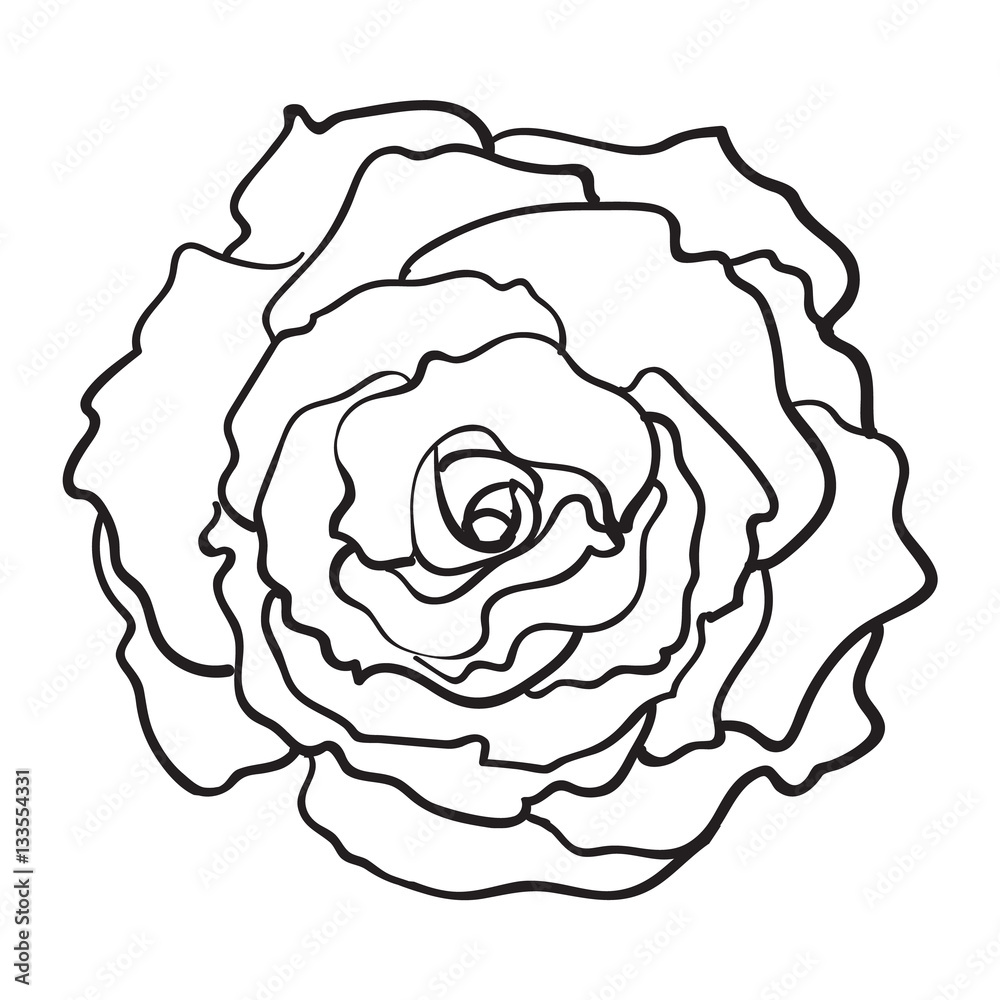 Deep contour rose bud, top view sketch style vector illustration ...