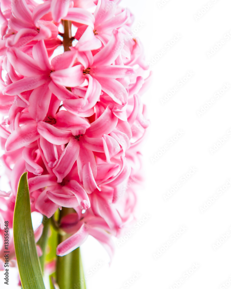 Spring hyacinth flower on white background Spring hyacinth flower on white background