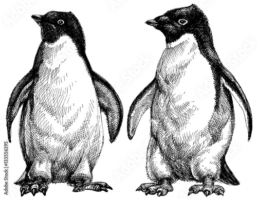 Penguins drawing. Adelie penguins isolated on white