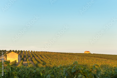 Vineyards in rural France