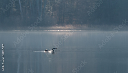 Common Loon - Gavia Immer - in winter colors, swims slowly along on a lake surface. Subdued soft Sunshine illuminates the forest behind.