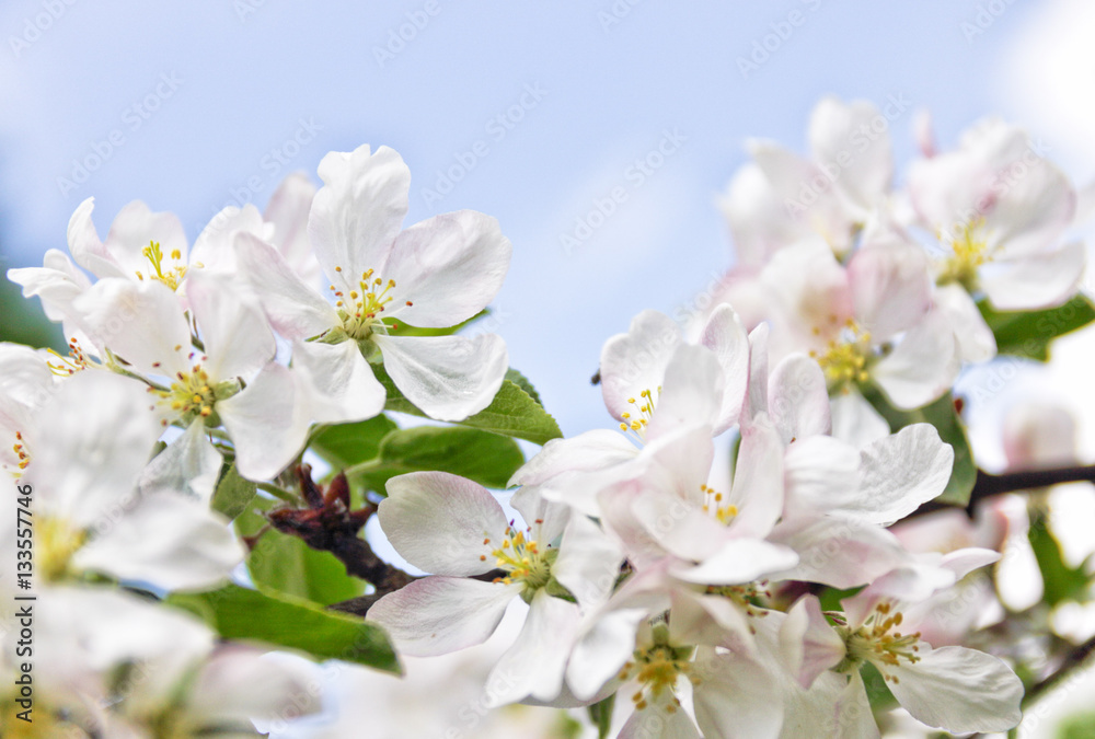 branch of apple blossom branch of apple blossom